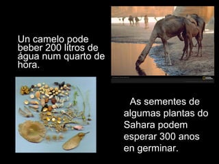 • Un camelo pode
beber 200 litros de
água num quarto de
hora.
• As sementes de
algumas plantas do
Sahara podem
esperar 300 anos
en germinar.
 