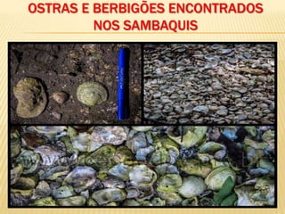 OSTRAS E BERBIGÕES ENCONTRADOS
NOS SAMBAQUIS
 