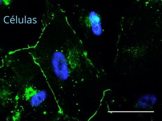 Células
 