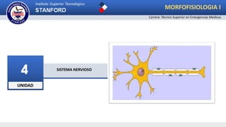 UNIDAD
4 SISTEMA NERVIOSO
Carrera: Técnico Superior en Emergencias Medicas
MORFOFISIOLOGIA I
 