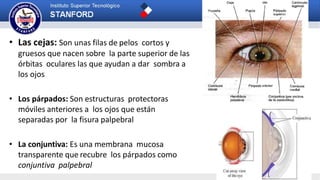 SISTEMA NERVIOSO | PPTX