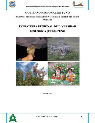 Estrategia Regional de Diversidad Biológica (ERDB) Puno
C&A ECOEFICIENCIA SRL 1
GOBIERNO REGIONAL DE PUNO
GERENCIA REGIONAL DE RECURSOS NATURALES Y GESTIÓN DEL MEDIO
AMBIENTE
ESTRATEGIA REGIONAL DE DIVERSIDAD
BIOLÓGICA (ERDB) PUNO
PUNO, 2012
 