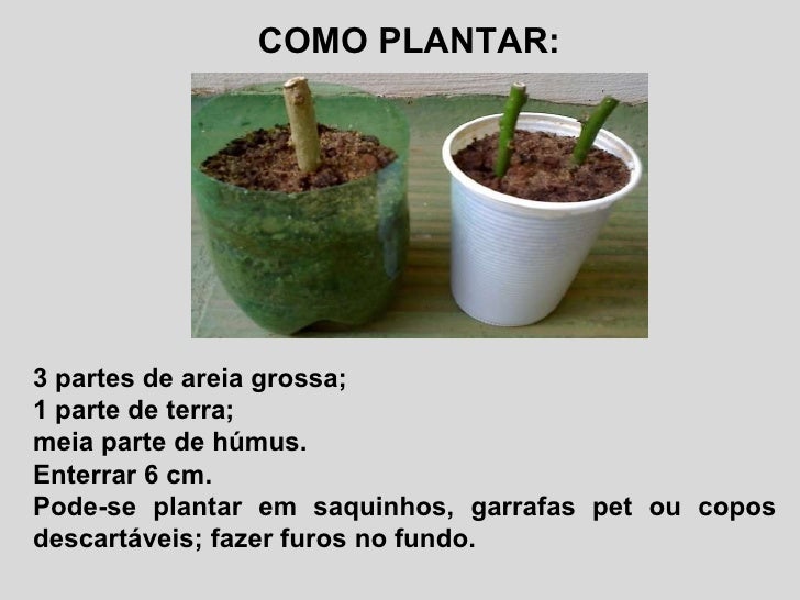 Planta Ora Pro Nobis Como Plantar