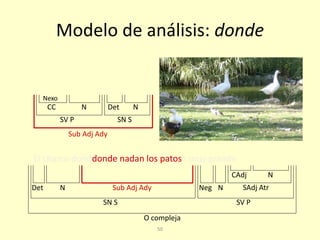 50
Modelo de análisis: donde
El charco donde nadan los patos no es muy grande
O compleja
SN S SV P
NDet Sub Adj Ady Neg N
CC
Nexo
N
SV P SN S
Det N
Sub Adj Ady
donde nadan los patos
SAdj Atr
CAdj N
 
