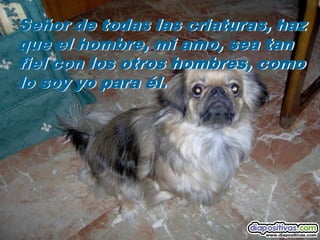Oracion del perro-www[1].diapositivas.com