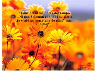 “ Considerad las flores del campo … Ni aún Salomón con toda su gloria Se vistió así como una de ellas”  Mateo 6:28,29 
