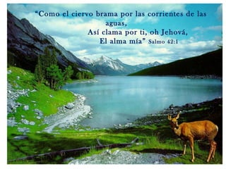 “ Como el ciervo brama por las corrientes de las aguas, Así clama por ti, oh Jehová, El alma mía”  Salmo 42:1 