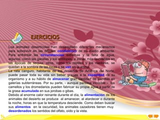 Inicio




              EJERCICIOS
Loa animales desertícolas han desarrollado diferentes mecanismos
para sobrevivir en las difíciles condiciones de su medio ambiente.
Para enfrentar las circunstancias extremas y la falta de agua,
algunos, como las gacelas y los antílopes, a zonas más favorables en
las épocas de sequía; otros, como los reptiles y los roedores, se
quedan a la sombra de las rocas o se van en la arena.
La rata canguro, habitante de los desiertos de América del Norte,
puede pasar toda su vida sin beber gracias a la capacidad de su
organismo y a su hábito de almacenar gran cantidad de semillas en
galerías subterráneas. Por su parte, - aunque parezca increíble - los
camellos y los dromedarios pueden fabricar su propia agua a partir de
la grasa acumulada en sus jorobas o gibas.
Debido al enorme calor reinante durante el día, la alimentación de los
animales del desierto se produce al amanecer, al atardecer o durante
la noche, horas en que la temperatura desciende. Como deben buscar
sus alimentos en la oscuridad, los animales cazadores tienen muy
desordenados los sentidos del olfato, oído y la vista.
 