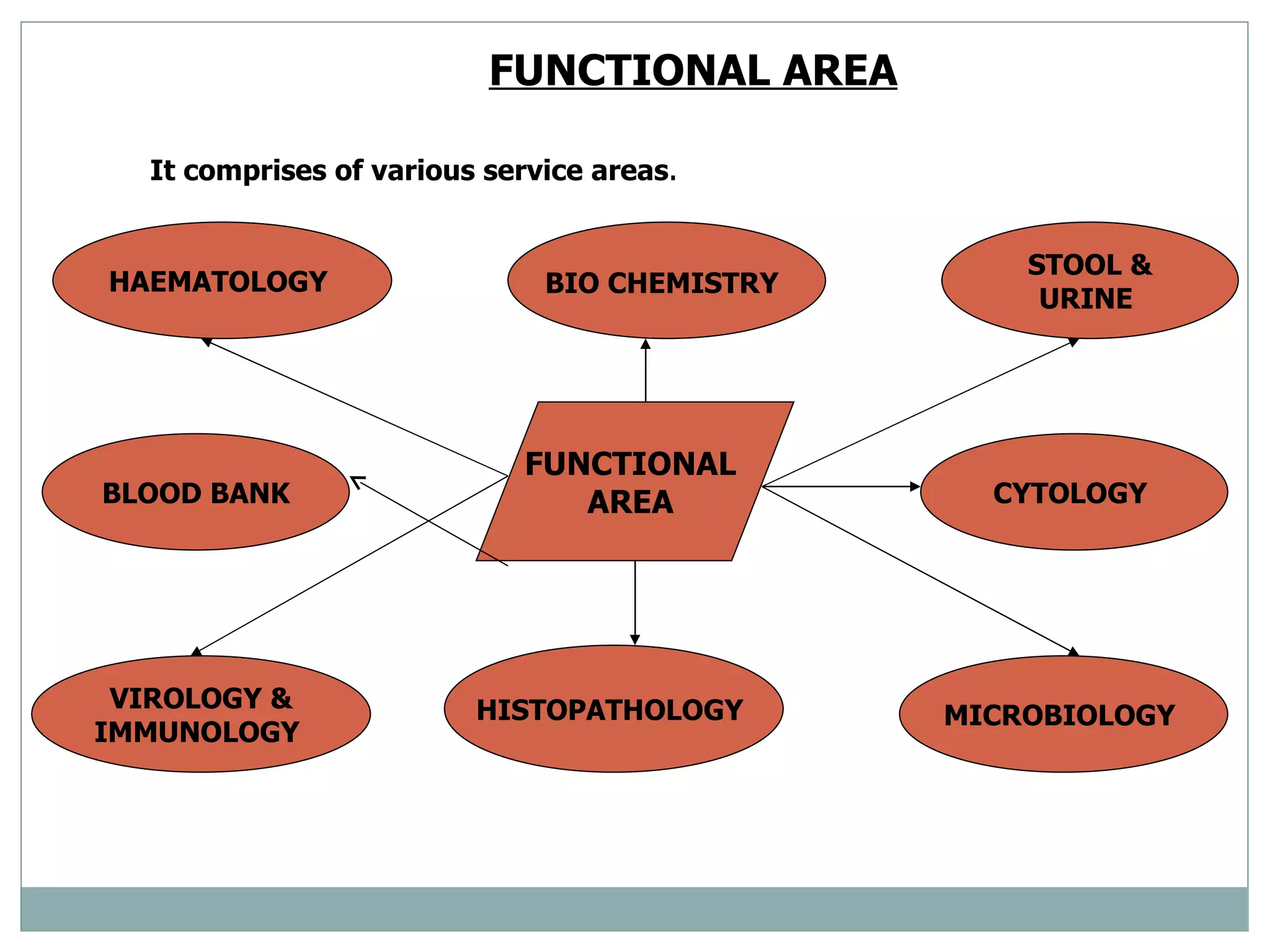 FUNCTIONAL AREA   It comprises of various service areas . FUNCTIONAL  AREA  HAEMATOLOGY  VIROLOGY & IMMUNOLOGY  BIO CHEMISTRY   HISTOPATHOLOGY  STOOL & URINE  CYTOLOGY  MICROBIOLOGY  BLOOD BANK 