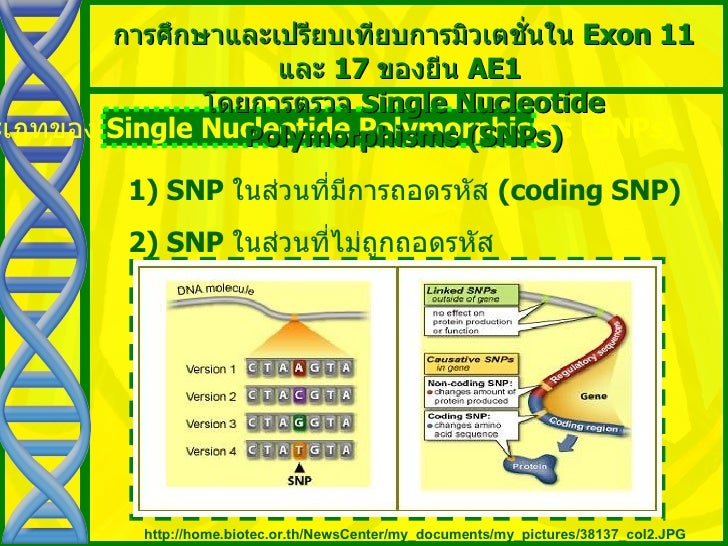 single nucleotide polymorphism thesis A thesis submitted in fulfillment of the requirements for forensic identification of specified physical traits is my own snp single nucleotide polymorphism. single nucleotide polymorphism thesis A thesis submitted in fulfillment of the requirements for forensic identification of specified physical traits is my own snp single nucleotide polymorphism.