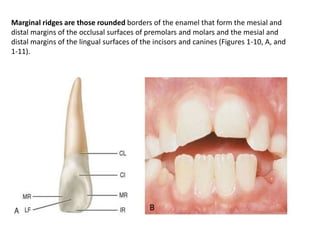 Marginal Ridge Premolar Oral Anatomy Concised Review | PPTX