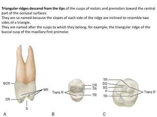 Triangular Ridge 1st Molar Oral Anatomy Concised Review | PPTX
