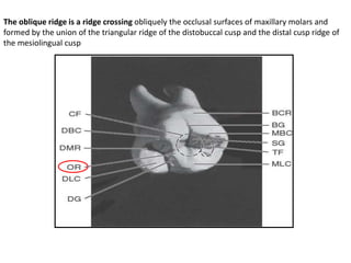 Triangular Cusp Ridge Oral Anatomy Concised Review | PPTX