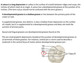 Primaryb Rudge's Oral Anatomy Concised Review | PPTX