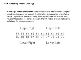 Oral Anatomy Concised Review | PPTX