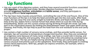 Lips Function Oral Anatomy, the ear and thymus and all | PDF