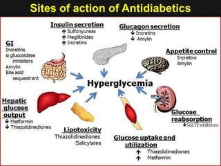 Sites of action of Antidiabetics
 