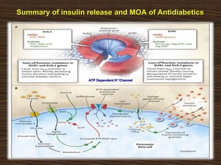 Summary of insulin release and MOA of Antidiabetics
ATP Dependent K+ Channel
 