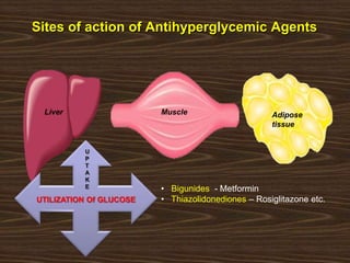 Sites of action of Antihyperglycemic Agents
Liver Muscle Adipose
tissue
• Bigunides - Metformin
• Thiazolidonediones – Rosiglitazone etc.
U
P
T
A
K
E
UTILIZATION Of GLUCOSE
 