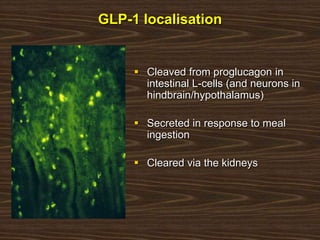 GLP-1 localisation
 Cleaved from proglucagon in
intestinal L-cells (and neurons in
hindbrain/hypothalamus)
 Secreted in response to meal
ingestion
 Cleared via the kidneys
 