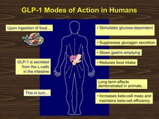 GLP-1 is secreted
from the L-cells
in the intestine
This in turn…
• Stimulates glucose-dependent
insulin secretion
• Suppresses glucagon secretion
• Slows gastric emptying
Long term effects
demonstrated in animals…
• Increases beta-cell mass and
maintains beta-cell efficiency
• Reduces food intake
Upon ingestion of food…
GLP-1 Modes of Action in Humans
 