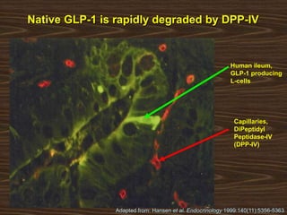 Human ileum,
GLP-1 producing
L-cells
Capillaries,
DiPeptidyl
Peptidase-IV
(DPP-IV)
Adapted from: Hansen et al. Endocrinology 1999:140(11):5356-5363
Native GLP-1 is rapidly degraded by DPP-IV
 