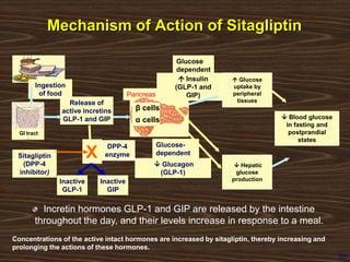 Incretin hormones GLP-1 and GIP are released by the intestine
throughout the day, and their levels increase in response to a meal.
Concentrations of the active intact hormones are increased by sitagliptin, thereby increasing and
prolonging the actions of these hormones.
Release of
active incretins
GLP-1 and GIP  Blood glucose
in fasting and
postprandial
states
Ingestion
of food
 Glucagon
(GLP-1)
 Hepatic
glucose
production
GI tract
DPP-4
enzyme
Inactive
GLP-1
XSitagliptin
(DPP-4
inhibitor)
 Insulin
(GLP-1 and
GIP)
Glucose-
dependent
Glucose
dependent
Pancreas
Inactive
GIP
β cells
α cells
 Glucose
uptake by
peripheral
tissues
30
Mechanism of Action of Sitagliptin
 