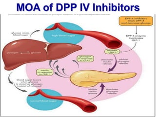 MOA of DPP IV Inhibitors
 