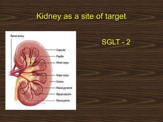 Kidney as a site of target
SGLT - 2
 