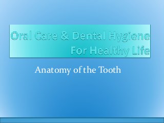 Anatomy of the Tooth
 