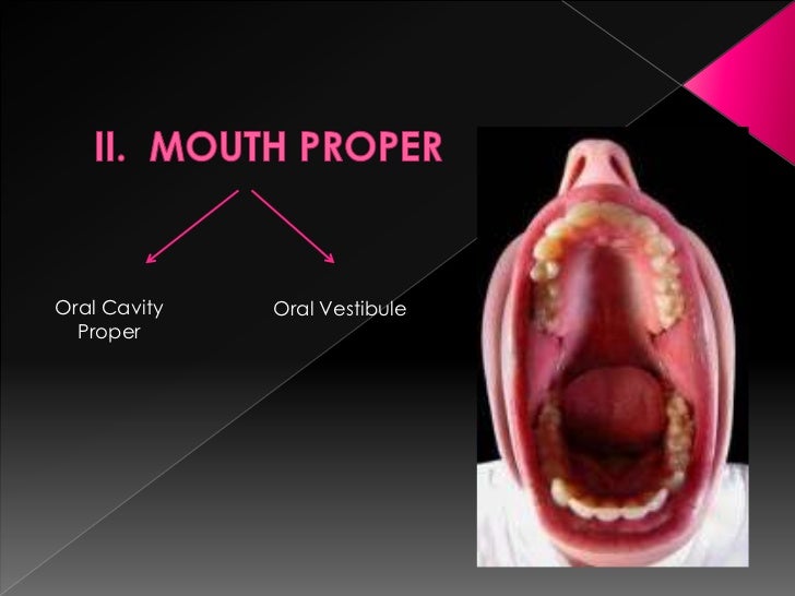 Oral cavity