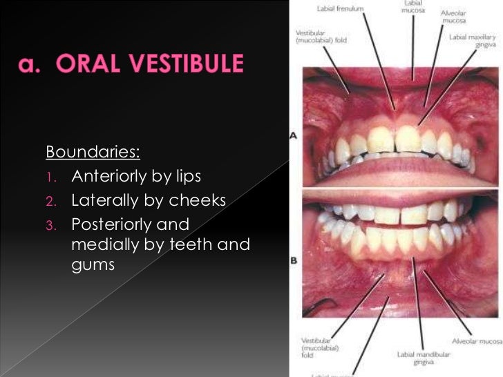 Oral cavity