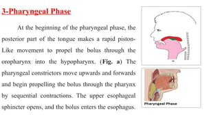 physiology of the Oral cavity - Lecture for dental students | PPTX