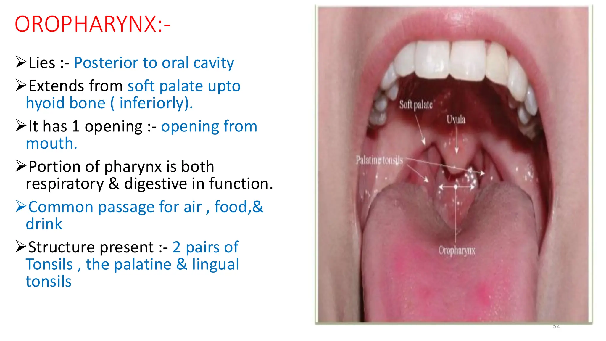Anatomy First Mbbs Year ORAL CAVITY pdf Anatomy First Mbbs Year ORAL CAVITY pdf