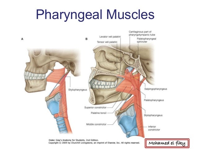 inferior pharyngeal constrictor usmle