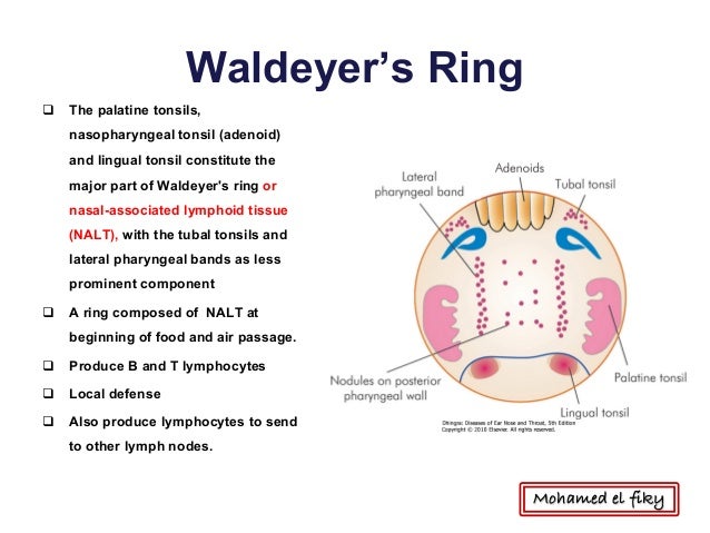 Waldeyer's ring and its function – DR. TRYNAADH