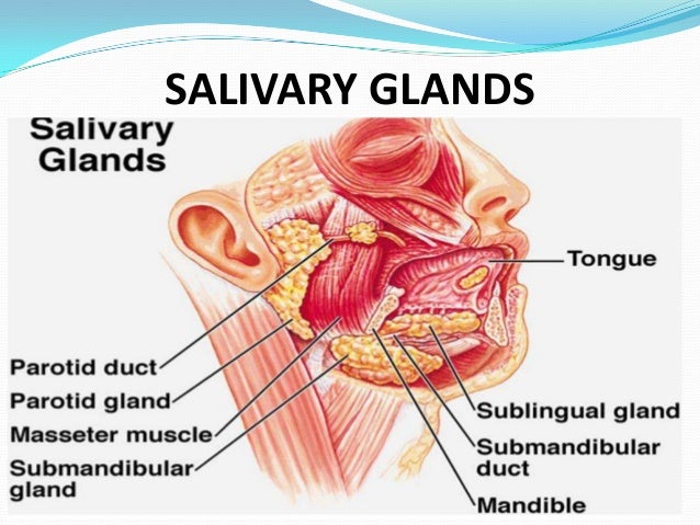 i produce a lot of saliva i produce a lot of saliva