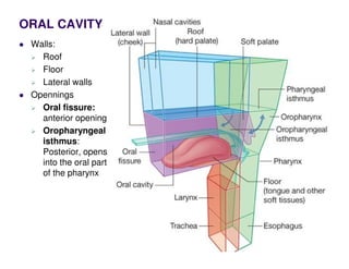 ORAL CAVITY
Walls:
Roof
Floor
Lateral walls
Opennings
Oral fissure:
anterior opening
Oropharyngeal
isthmus:
Posterior, opens
into the oral part
of the pharynx
 