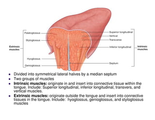 Tongue
Divided into symmetrical lateral halves by a median septum
Two groups of muscles
Intrinsic muscles: originate in and insert into connective tissue within the
tongue. Include: Superior longitudinal, inferior longitudinal, transvers, and
vertical muscles.
Extrinsic muscles: originate outside the tongue and insert into connective
tissues in the tongue. Include: hyoglossus, genioglossus, and styloglossus
muscles
 