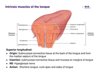 Intrinsic muscles of the tongue
Superior longitudinal:
Origin: Submucosal connective tissue at the back of the tongue and from
the median septum of the tongue
Insertion: submucosal connective tissue and mucosa on margins of tongue
NS: Hypoglossal nerve
Action: Shortens tongue; curls apex and sides of tongue
 