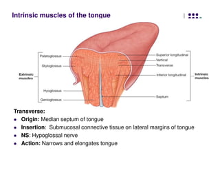 Intrinsic muscles of the tongue
Transverse:
Origin: Median septum of tongue
Insertion: Submucosal connective tissue on lateral margins of tongue
NS: Hypoglossal nerve
Action: Narrows and elongates tongue
 