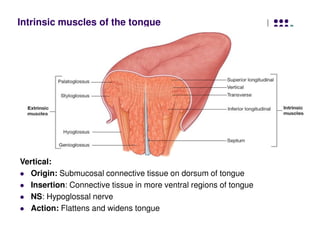 Intrinsic muscles of the tongue
Vertical:
Origin: Submucosal connective tissue on dorsum of tongue
Insertion: Connective tissue in more ventral regions of tongue
NS: Hypoglossal nerve
Action: Flattens and widens tongue
 