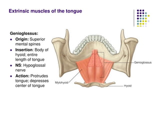 Genioglossus:
Origin: Superior
mental spines
Insertion: Body of
hyoid; entire
length of tongue
NS: Hypoglossal
nerve
Action: Protrudes
tongue; depresses
center of tongue
Extrinsic muscles of the tongue
 