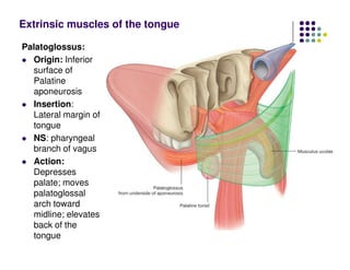 Palatoglossus:
Origin: Inferior
surface of
Palatine
aponeurosis
Insertion:
Lateral margin of
tongue
NS: pharyngeal
branch of vagus
Action:
Depresses
palate; moves
palatoglossal
arch toward
midline; elevates
back of the
tongue
Extrinsic muscles of the tongue
 