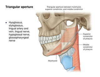 Hyoglossus,
styloglossus,
lingual artery and
vein, lingual nerve,
hypoglossal nerve,
glossopharyngeal
nerve
Triangular aperture
 