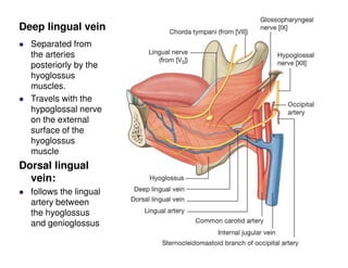 Separated from
the arteries
posteriorly by the
hyoglossus
muscles.
Travels with the
hypoglossal nerve
on the external
surface of the
hyoglossus
muscle
Dorsal lingual
vein:
follows the lingual
artery between
the hyoglossus
and genioglossus
Deep lingual vein
 