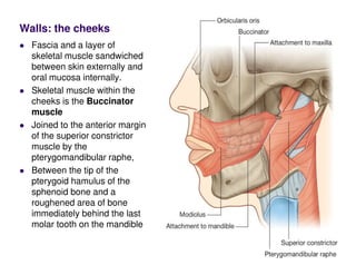 Walls: the cheeks
Fascia and a layer of
skeletal muscle sandwiched
between skin externally and
oral mucosa internally.
Skeletal muscle within the
cheeks is the Buccinator
muscle
Joined to the anterior margin
of the superior constrictor
muscle by the
pterygomandibular raphe,
Between the tip of the
pterygoid hamulus of the
sphenoid bone and a
roughened area of bone
immediately behind the last
molar tooth on the mandible
 