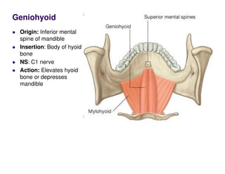 Geniohyoid
Origin: Inferior mental
spine of mandible
Insertion: Body of hyoid
bone
NS: C1 nerve
Action: Elevates hyoid
bone or depresses
mandible
 