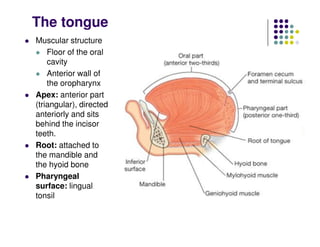 The tongue
Muscular structure
Floor of the oral
cavity
Anterior wall of
the oropharynx
Apex: anterior part
(triangular), directed
anteriorly and sits
behind the incisor
teeth.
Root: attached to
the mandible and
the hyoid bone
Pharyngeal
surface: lingual
tonsil
 