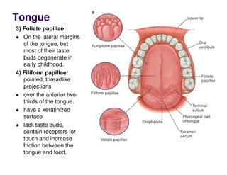Tongue
3) Foliate papillae:
On the lateral margins
of the tongue, but
most of their taste
buds degenerate in
early childhood.
4) Filiform papillae:
pointed, threadlike
projections
over the anterior two-
thirds of the tongue.
have a keratinized
surface
lack taste buds,
contain receptors for
touch and increase
friction between the
tongue and food.
 